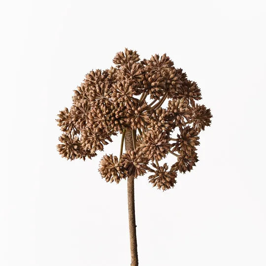 Angelica