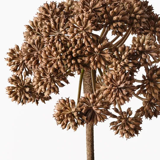 Angelica