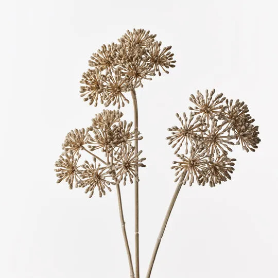 Heracleum Spray
