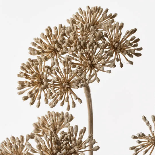Heracleum Spray