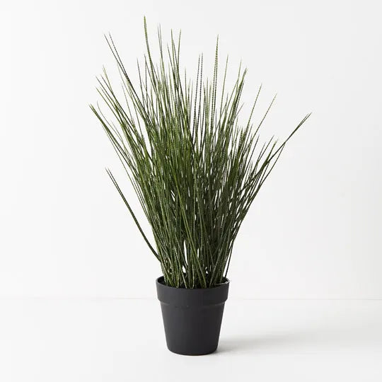 Tillandsia Grass in Pot