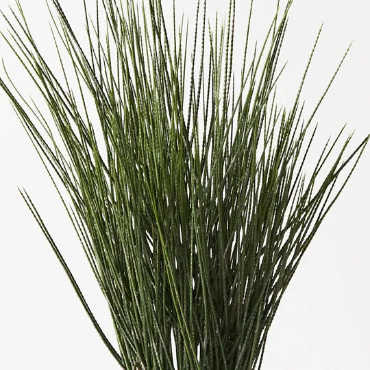 Tillandsia Grass in Pot