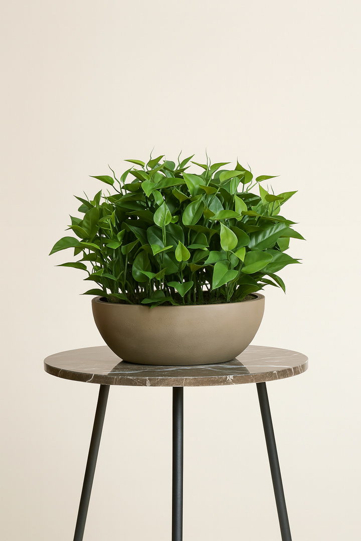 Philodendron Plant in Bowl