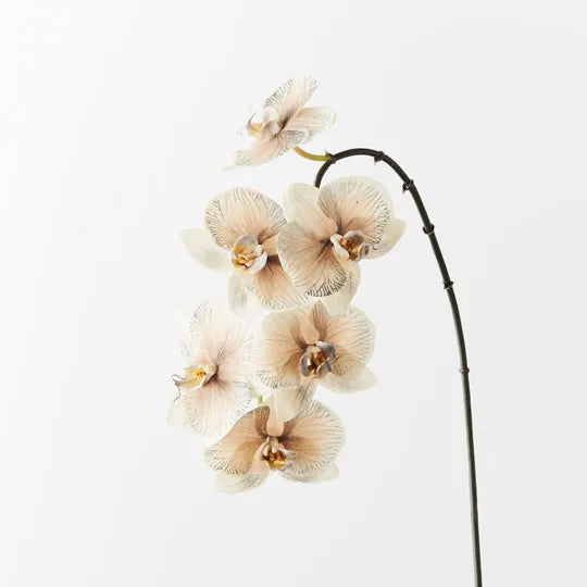 Phalaenopsis Orchid Almond