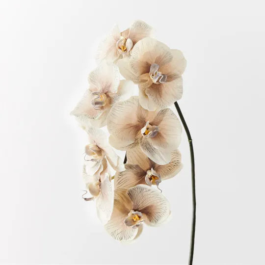 Phalaenopsis Orchid Almond