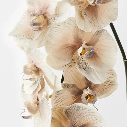 Phalaenopsis Orchid Almond