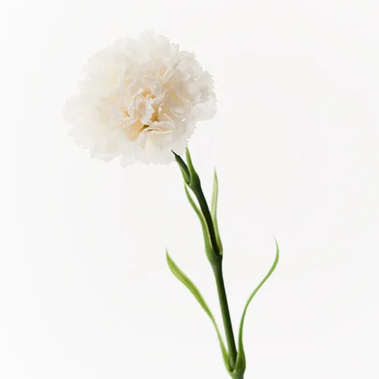 White carnation