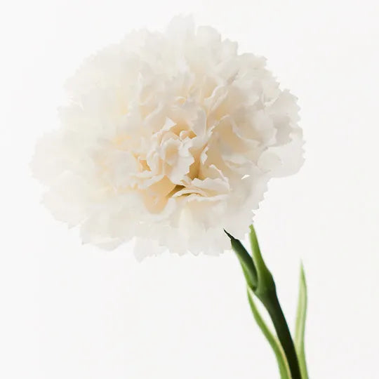 White carnation