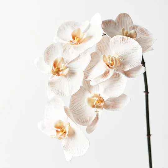 Orchid Phalaenopsis Infused x6 Dove