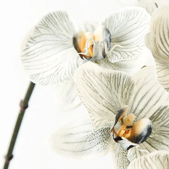 Orchid Phalaenopsis Infused x6 grey