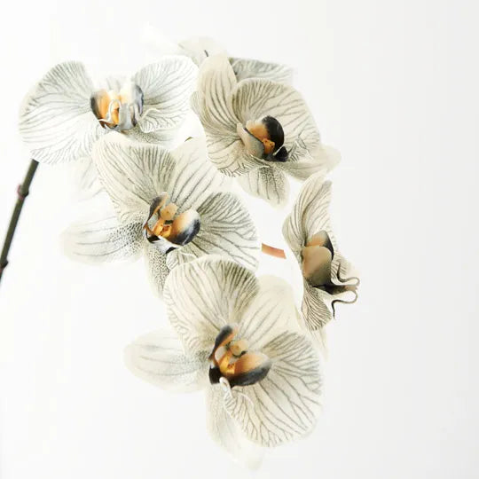 Orchid Phalaenopsis Infused x6 grey