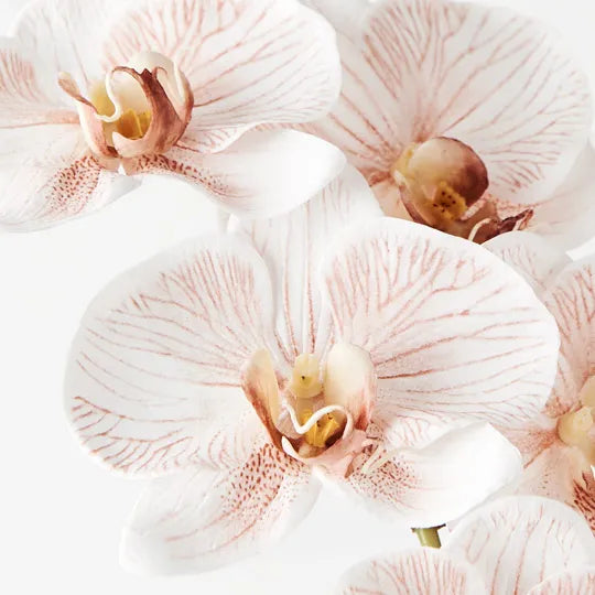 Orchid Phalaenopsis Infused x6 latte