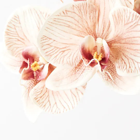 Orchid Phalaenopsis Infused x6 mocha