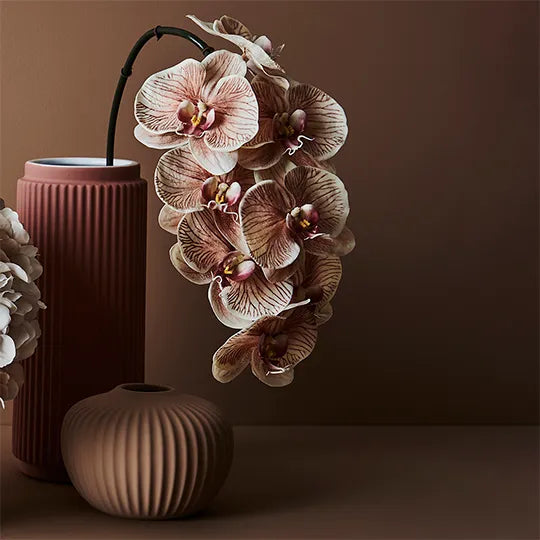 Orchid Phalaenopsis Infused x6 mocha