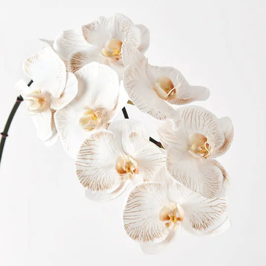 Orchid Phalaenopsis Infused x8 dove