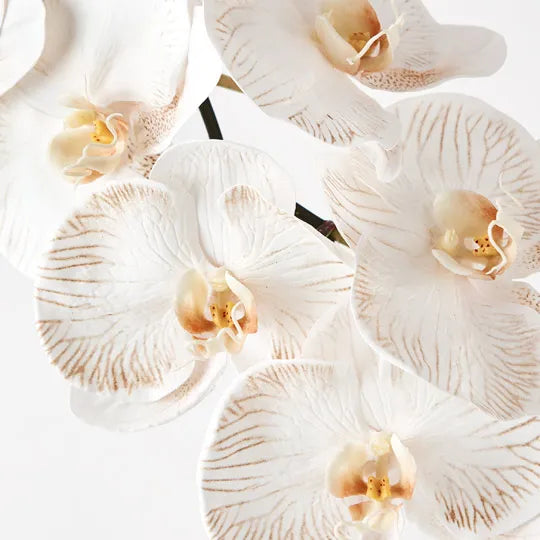 Orchid Phalaenopsis Infused x8 dove