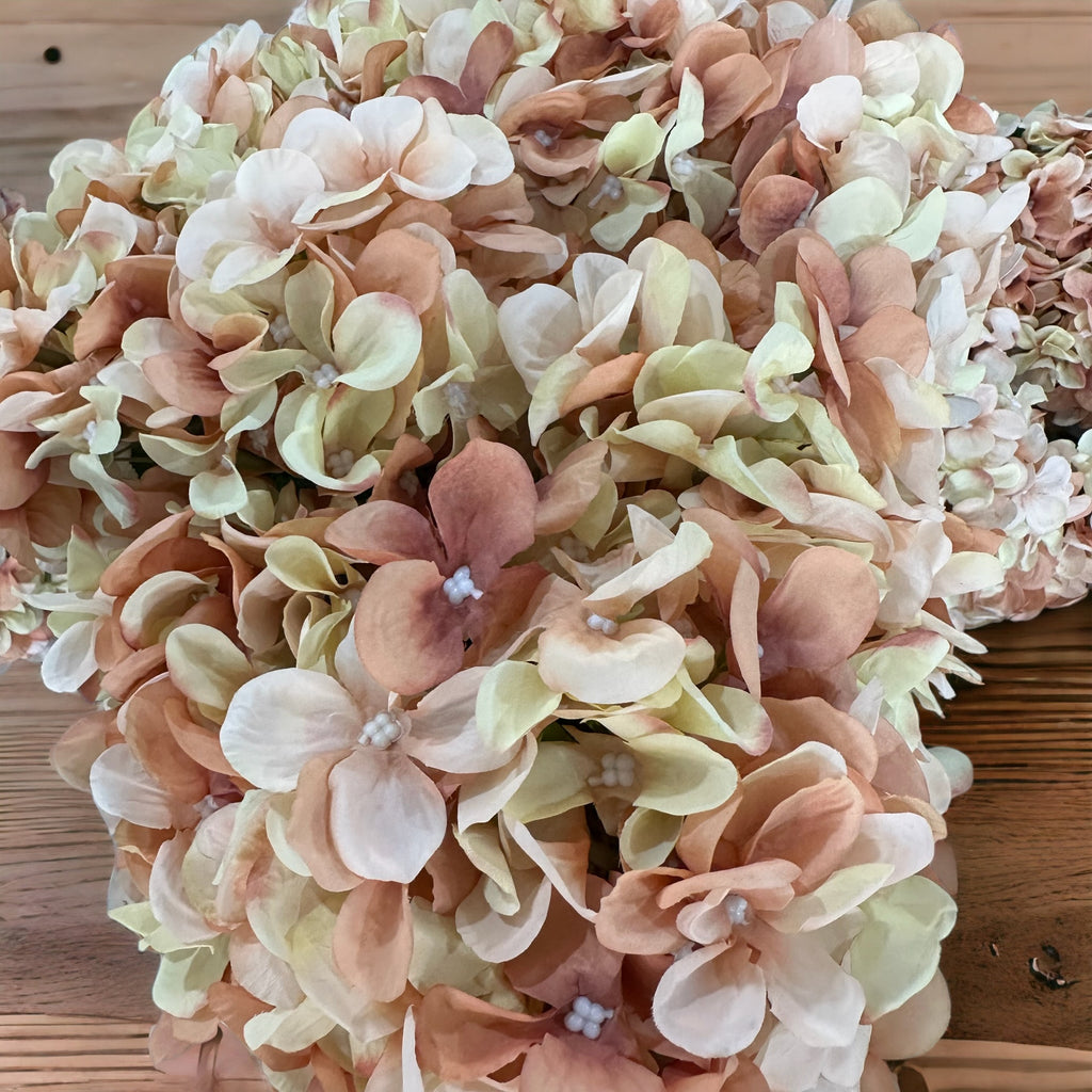 Coral Hydrangea