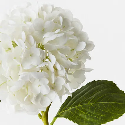 Fresh touch hydrangea white