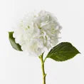 Fresh touch hydrangea white