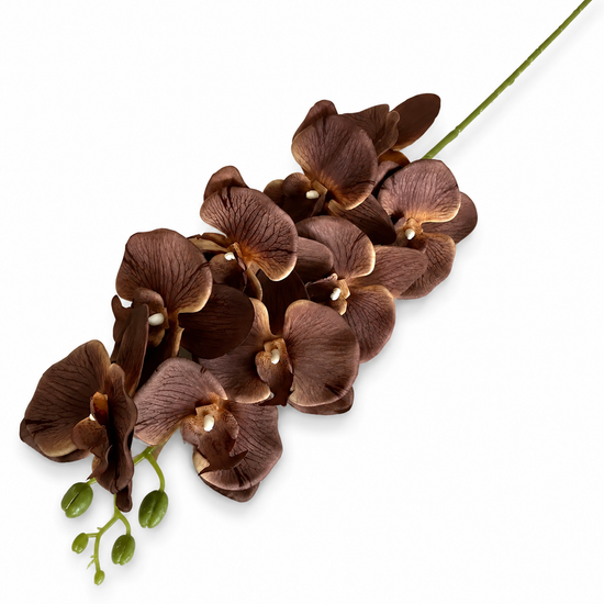 Chocolate Phalaenopsis Orchid Stem