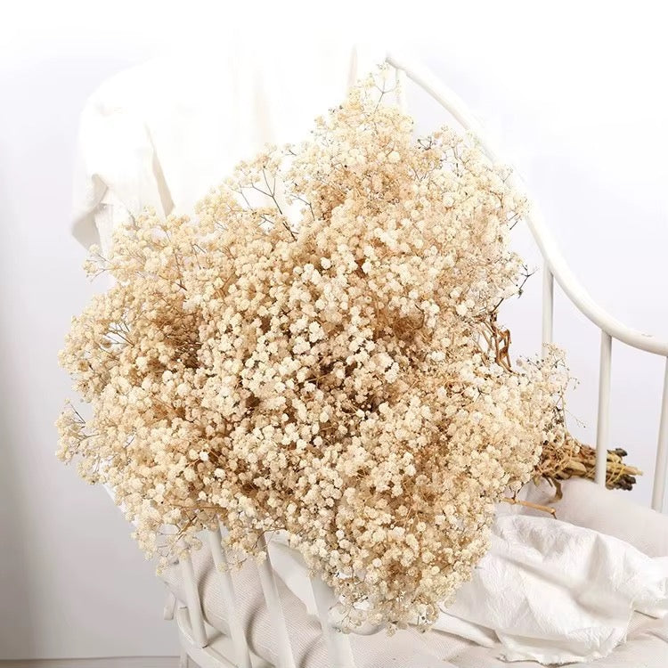 Ivory Dried Baby’s Breath