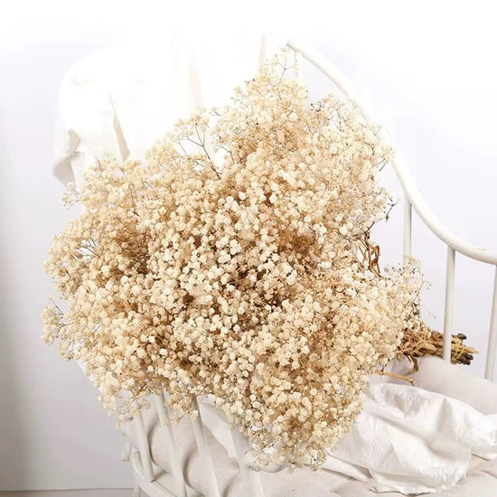 Ivory Dried Baby’s Breath