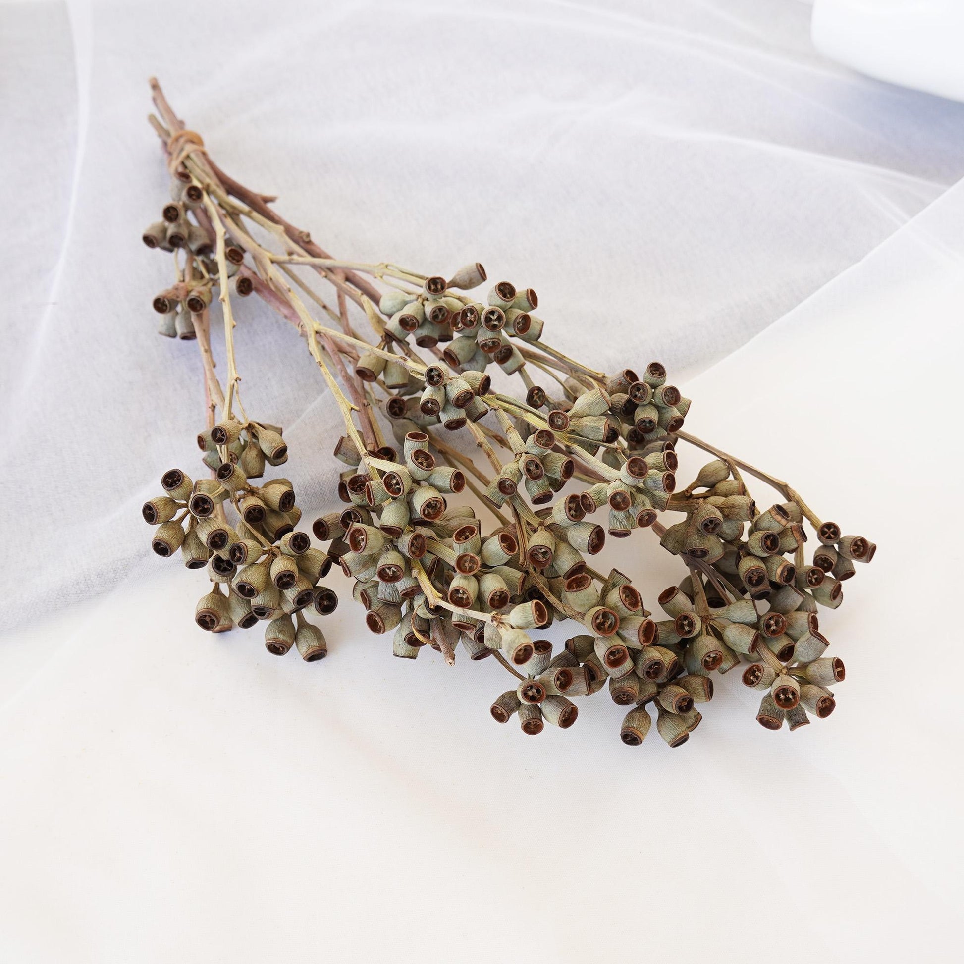 Green Brown Eucalyptus Seed Pod Stem