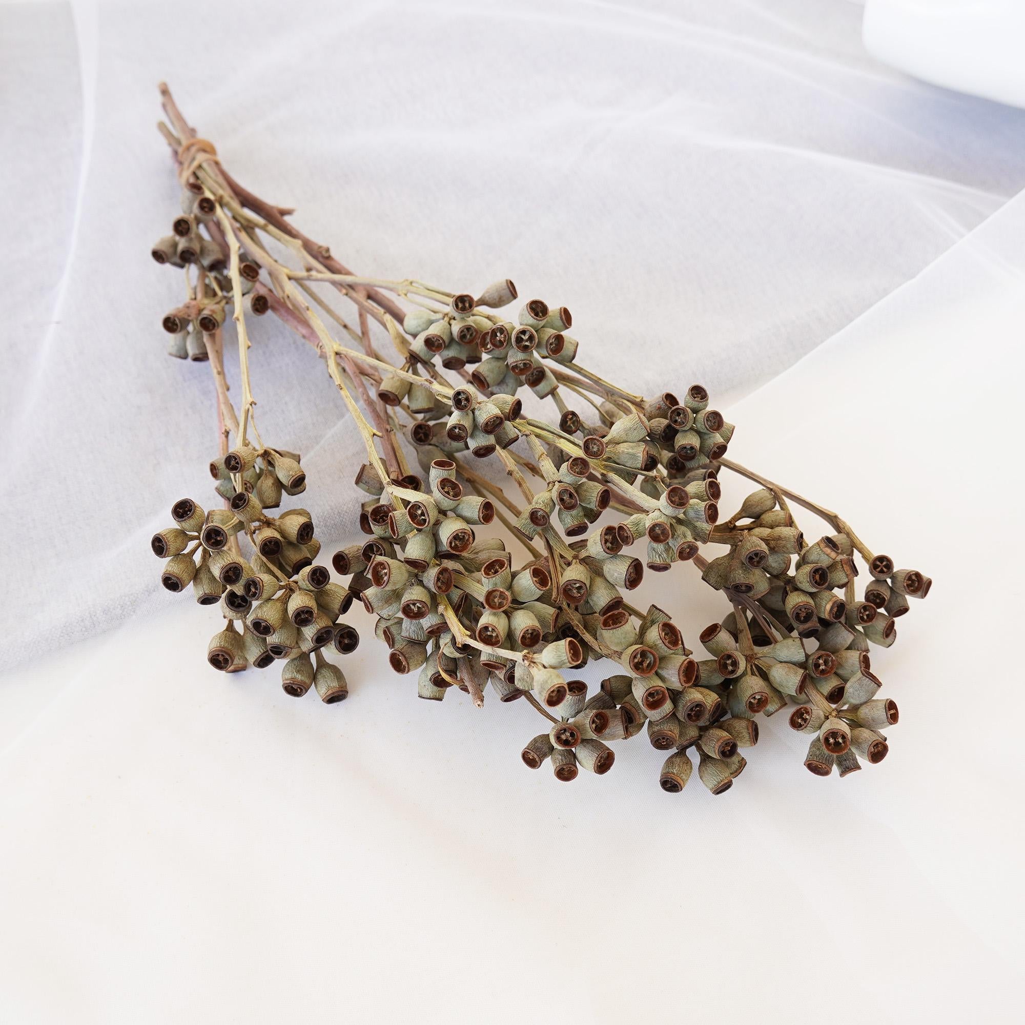 Green Brown Eucalyptus Seed Pod Stem