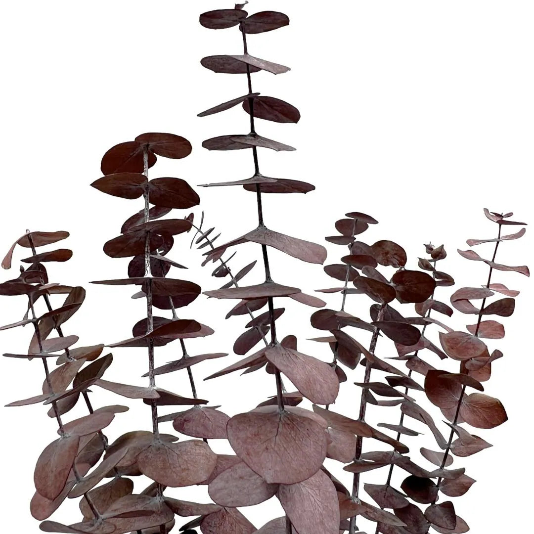 Burgundy Preserved Eucalyptus