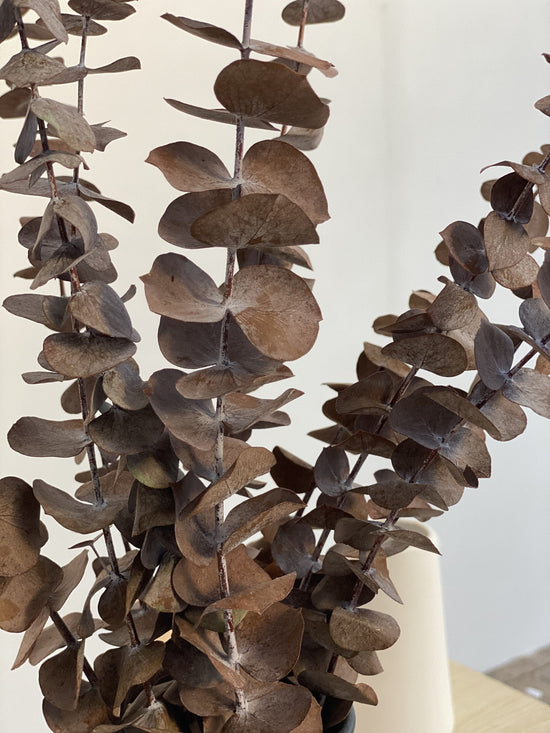 Mocha Preserved Eucalyptus
