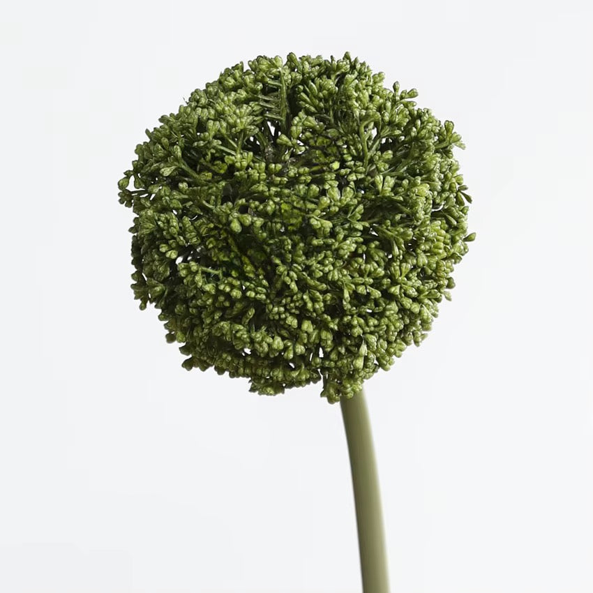 Allium Giganteum Stem – Green