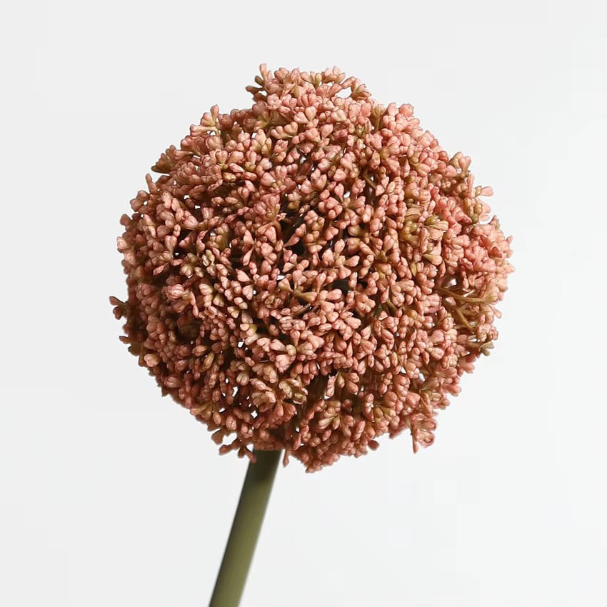 Allium Giganteum Stem – Dusty Pink
