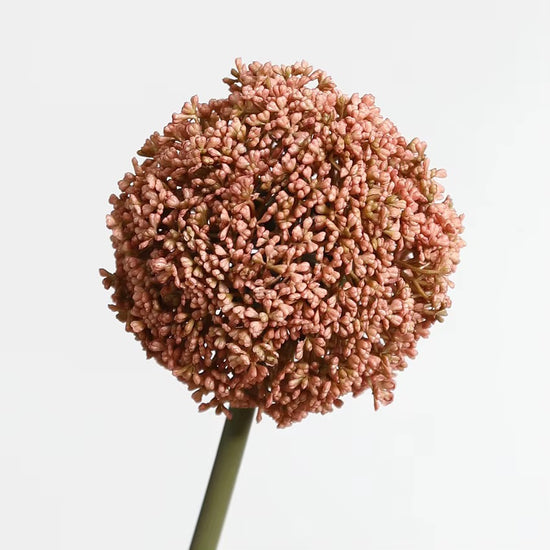 Allium Giganteum Stem – Dusty Pink