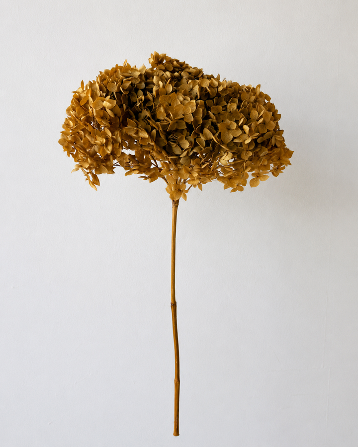 Preserved Hydrangea – Golden Mustard