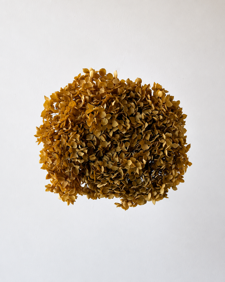 Preserved Hydrangea – Golden Mustard