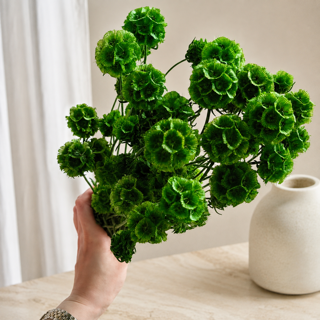 Preserved Scabiosa – Green