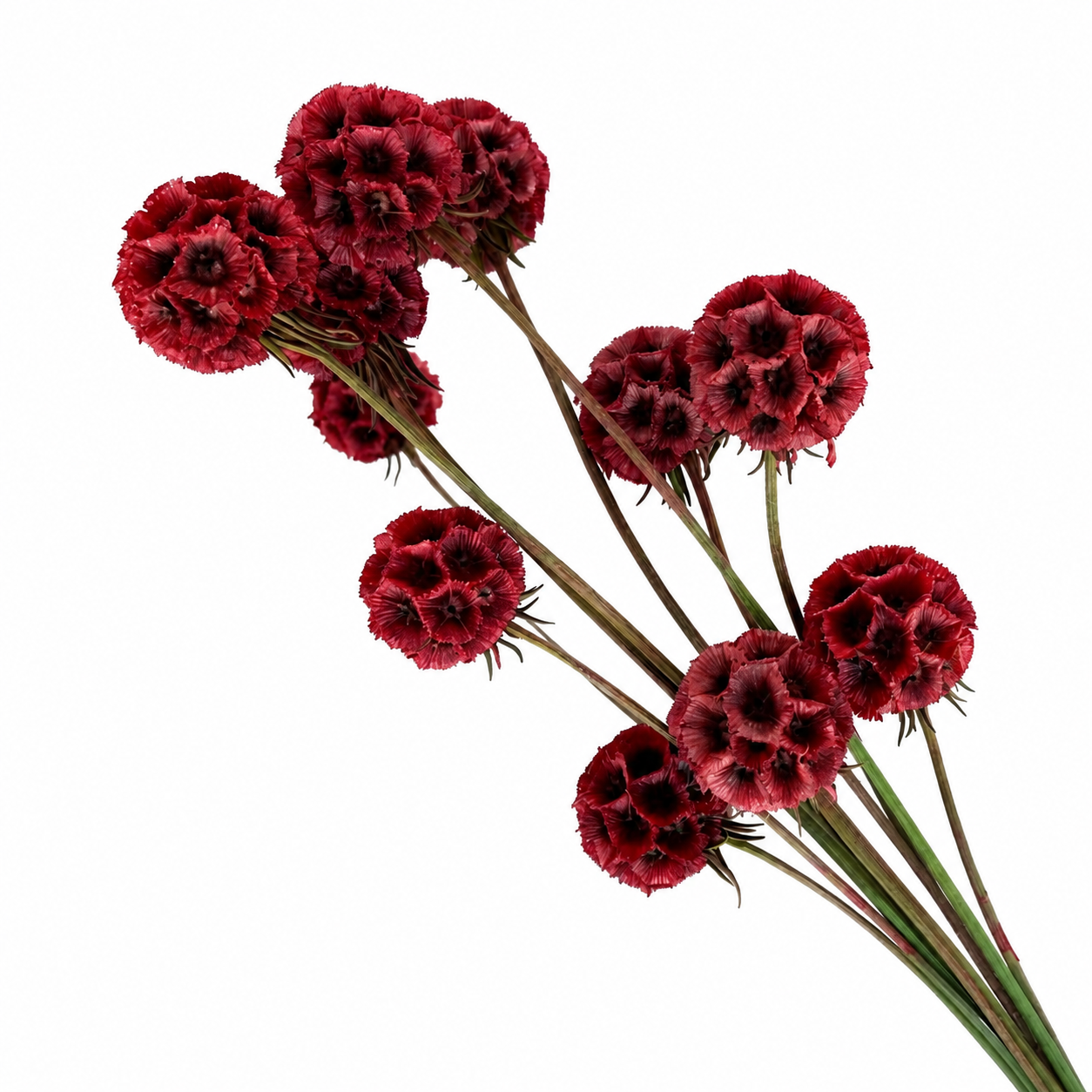 Preserved Scabiosa – Red