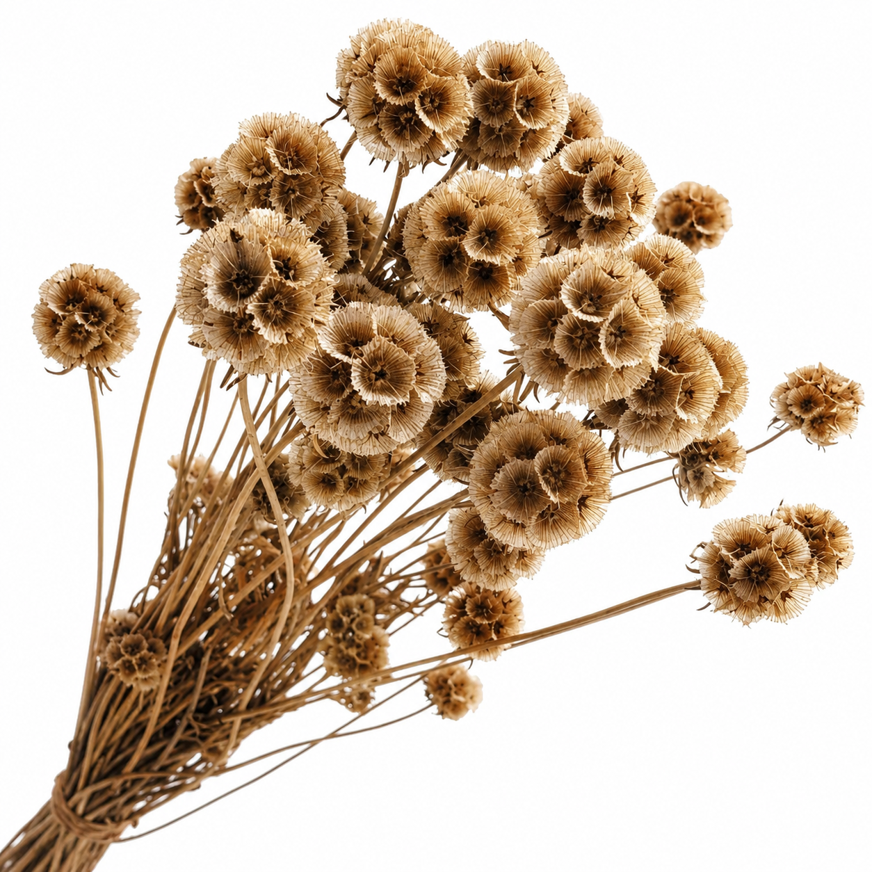 Preserved Scabiosa – Natural