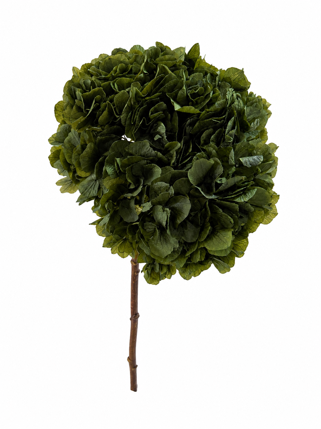 Preserved Hydrangea Stem – Deep Green