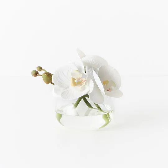 Orchid Phalaenopsis in Vase