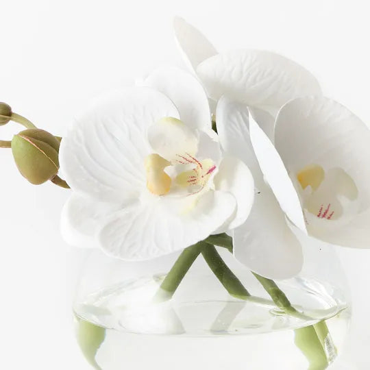 Orchid Phalaenopsis in Vase